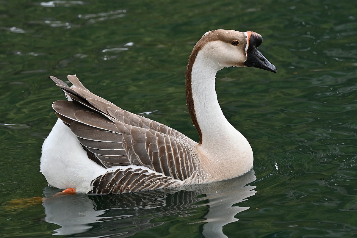 Swan Goose (Domestic type) - ML548688051