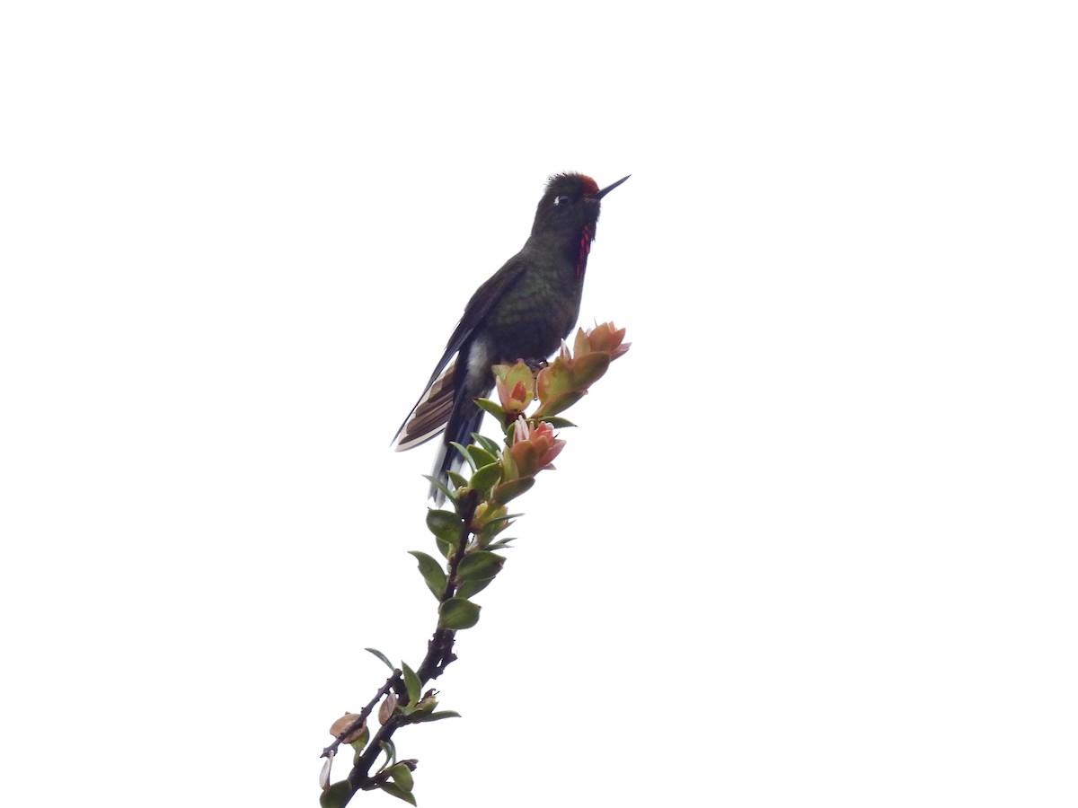 kolibřík Herranův - ML548689321