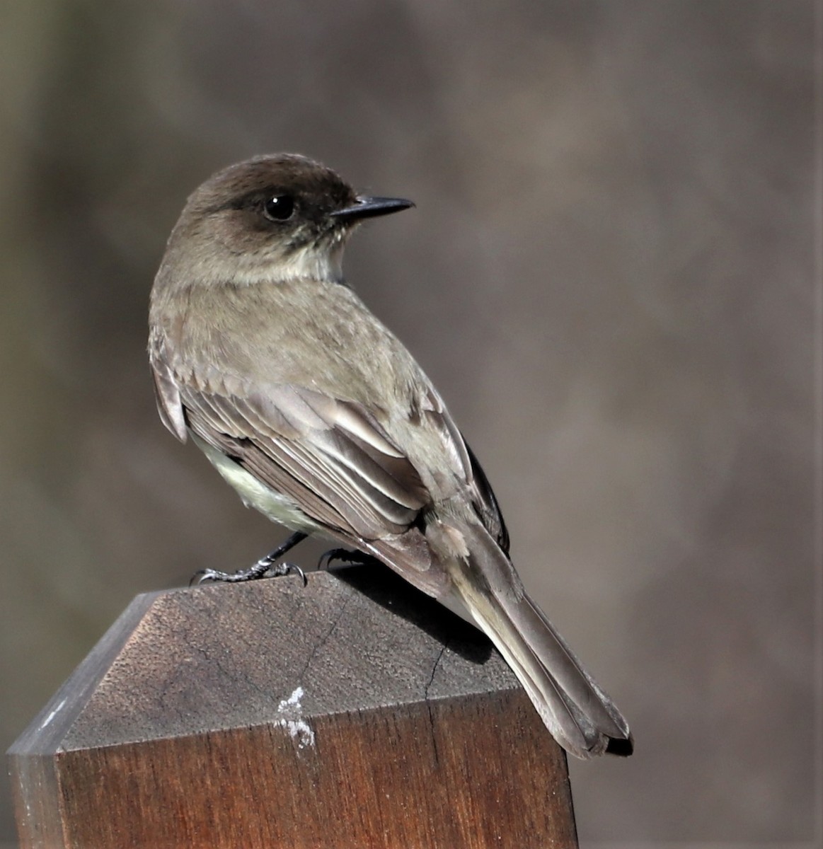 New York Breeding Bird Atlas Checklist 22 Mar 2023 Smith Pond