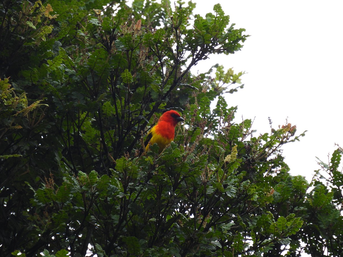Red-hooded Tanager - ML548690881
