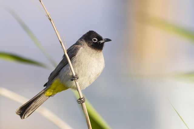 White-spectacled Bulbul - eBird