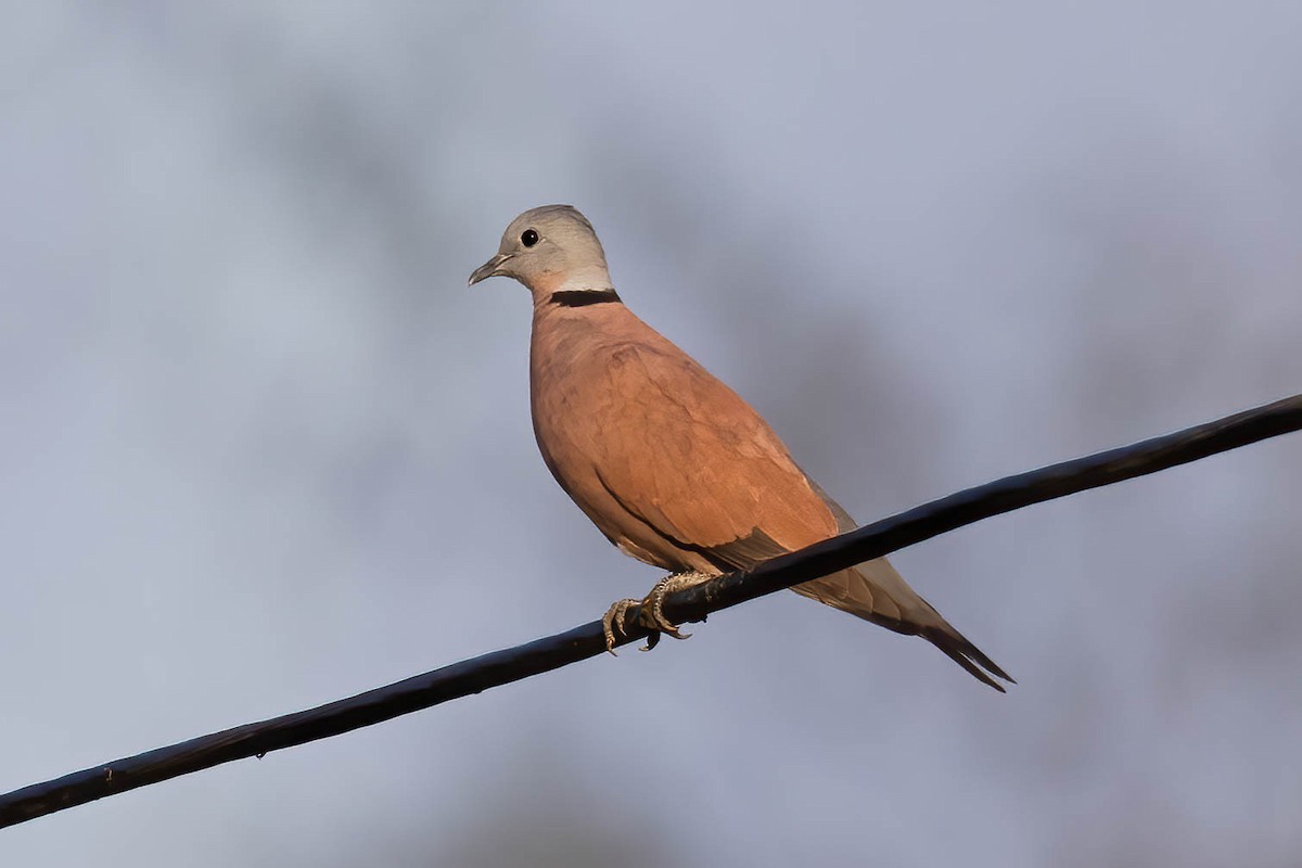 Red Collared-Dove - ML548693101