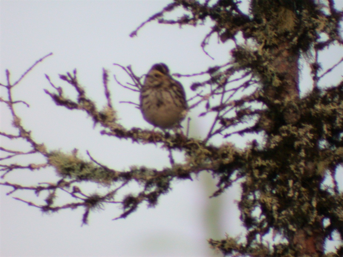 Savannah Sparrow - ML548698121