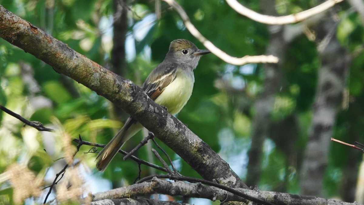 Great Crested Flycatcher - ML548699731