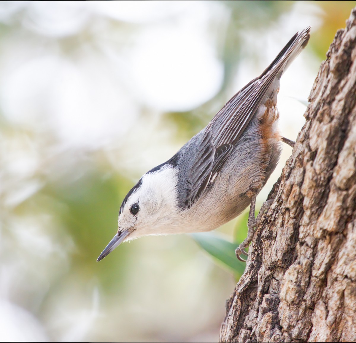 White-breasted Nuthatch - ML548700001