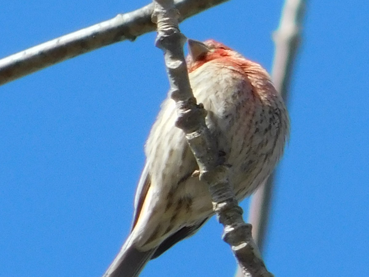 House Finch - Luis Mendes