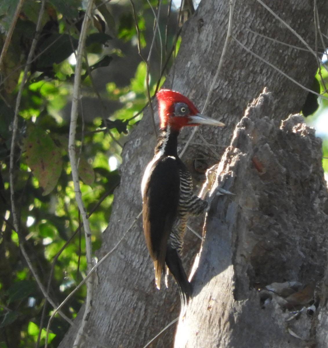 Pale-billed Woodpecker - ML548702581