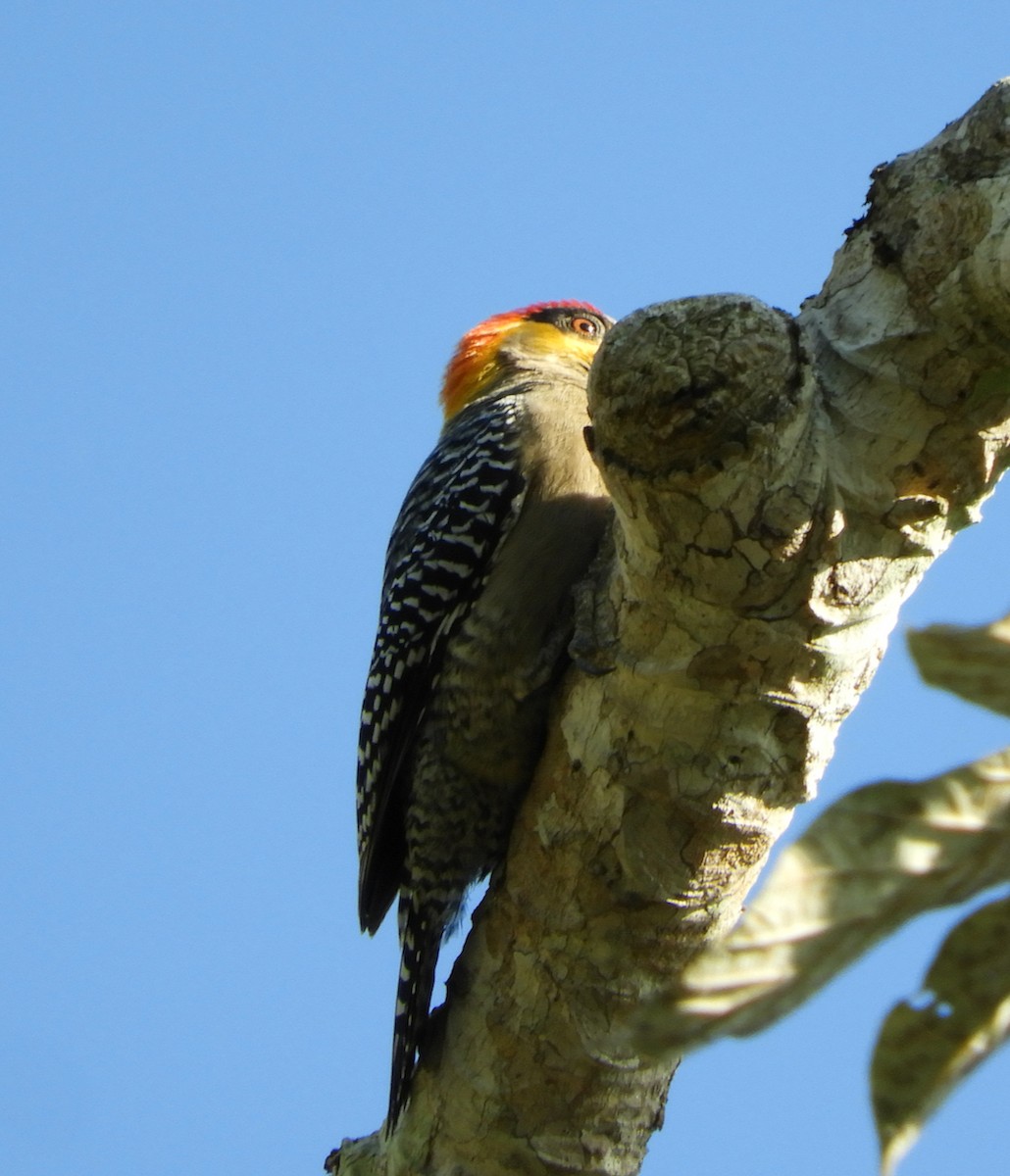 Golden-cheeked Woodpecker - ML548702711