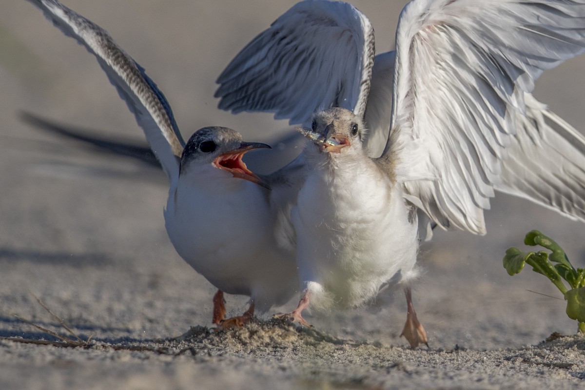 Common Tern - ML548702831