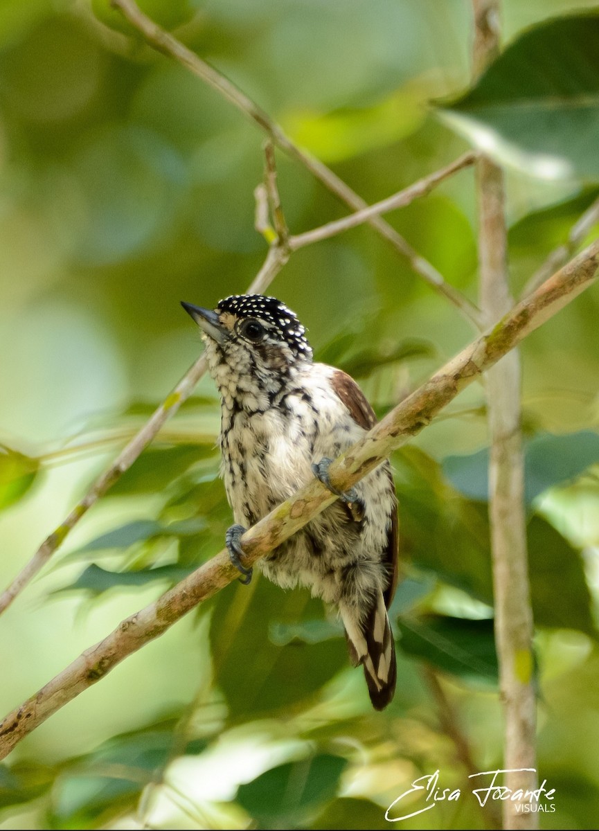 White-wedged Piculet - ML548703911