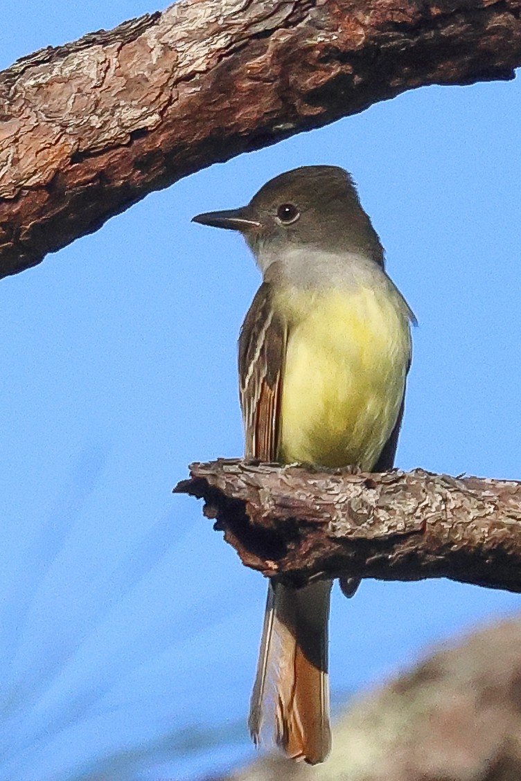 Great Crested Flycatcher - ML548706331