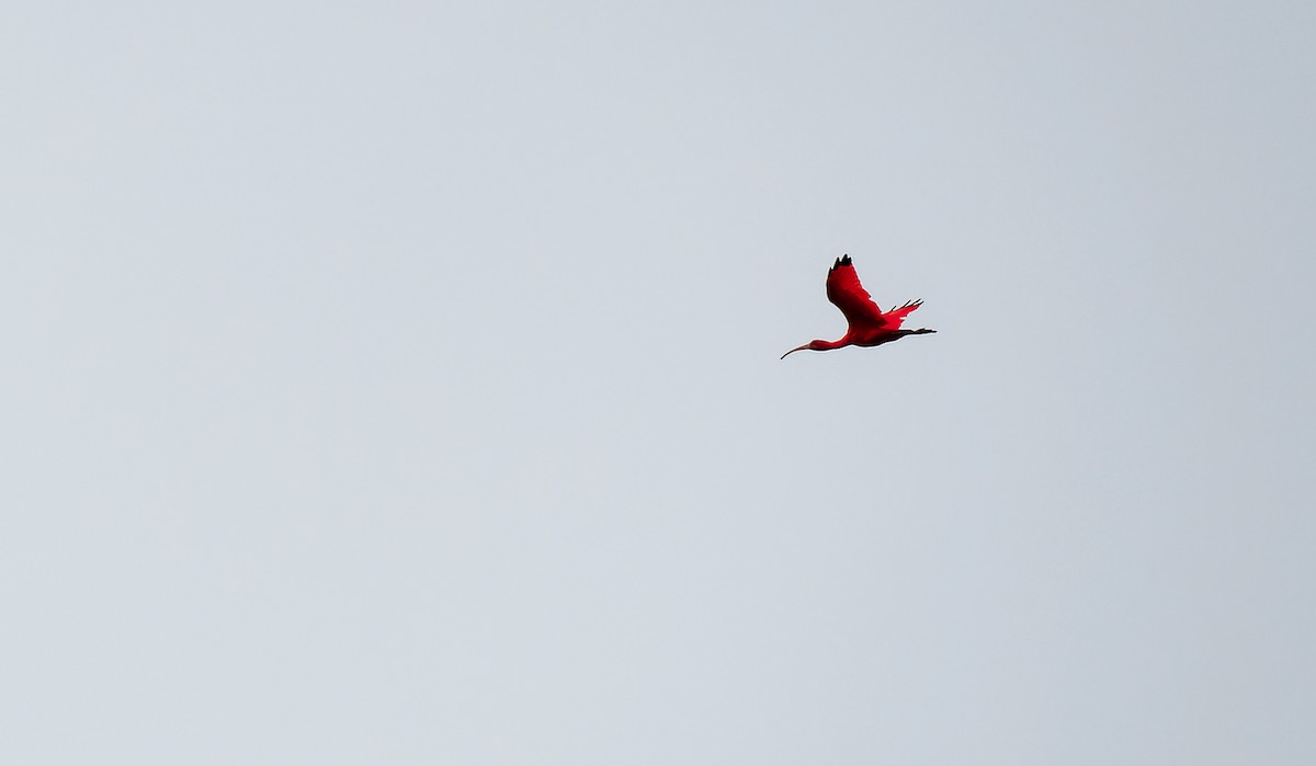 ibis rudý - ML548707671