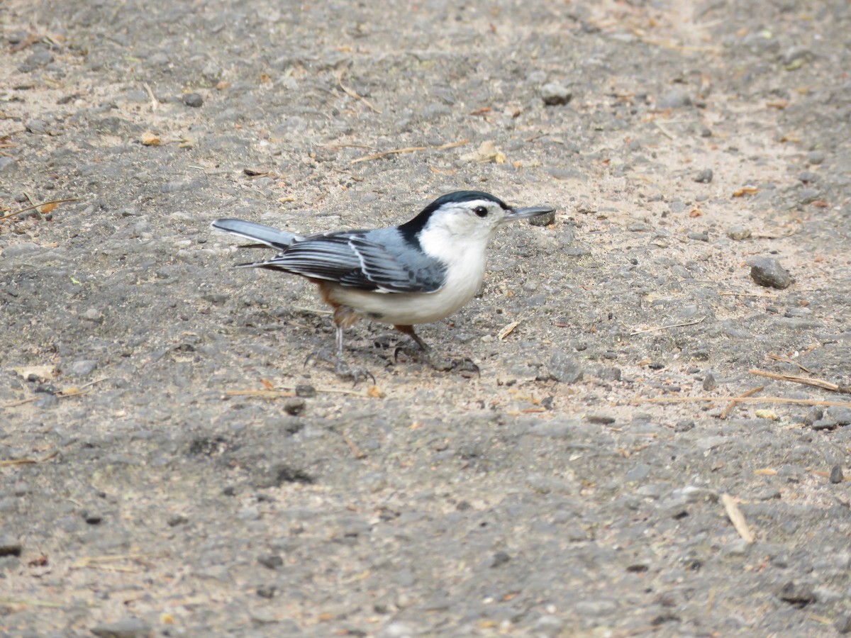 White-breasted Nuthatch - ML548708601