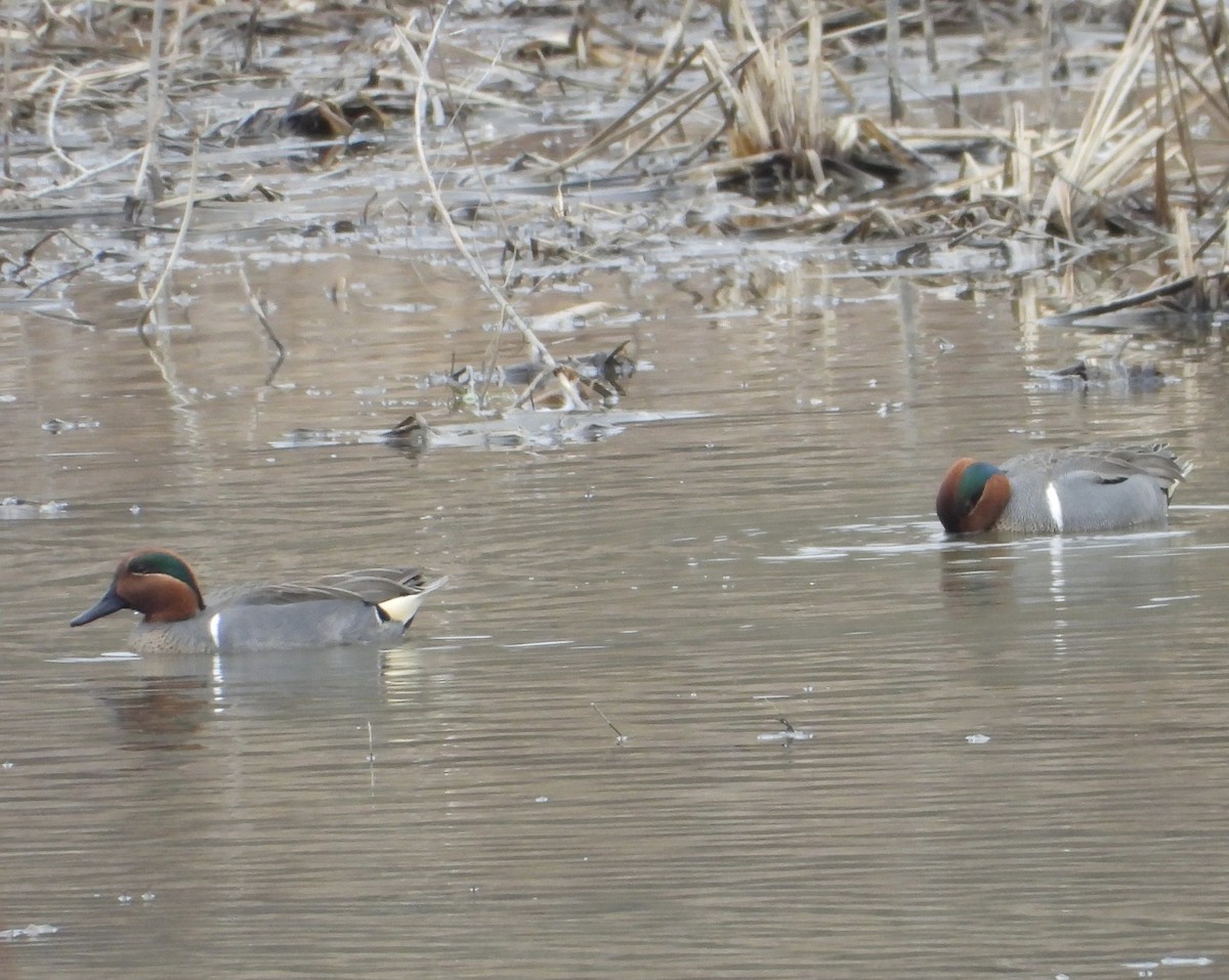 Green-winged Teal - ML548709711