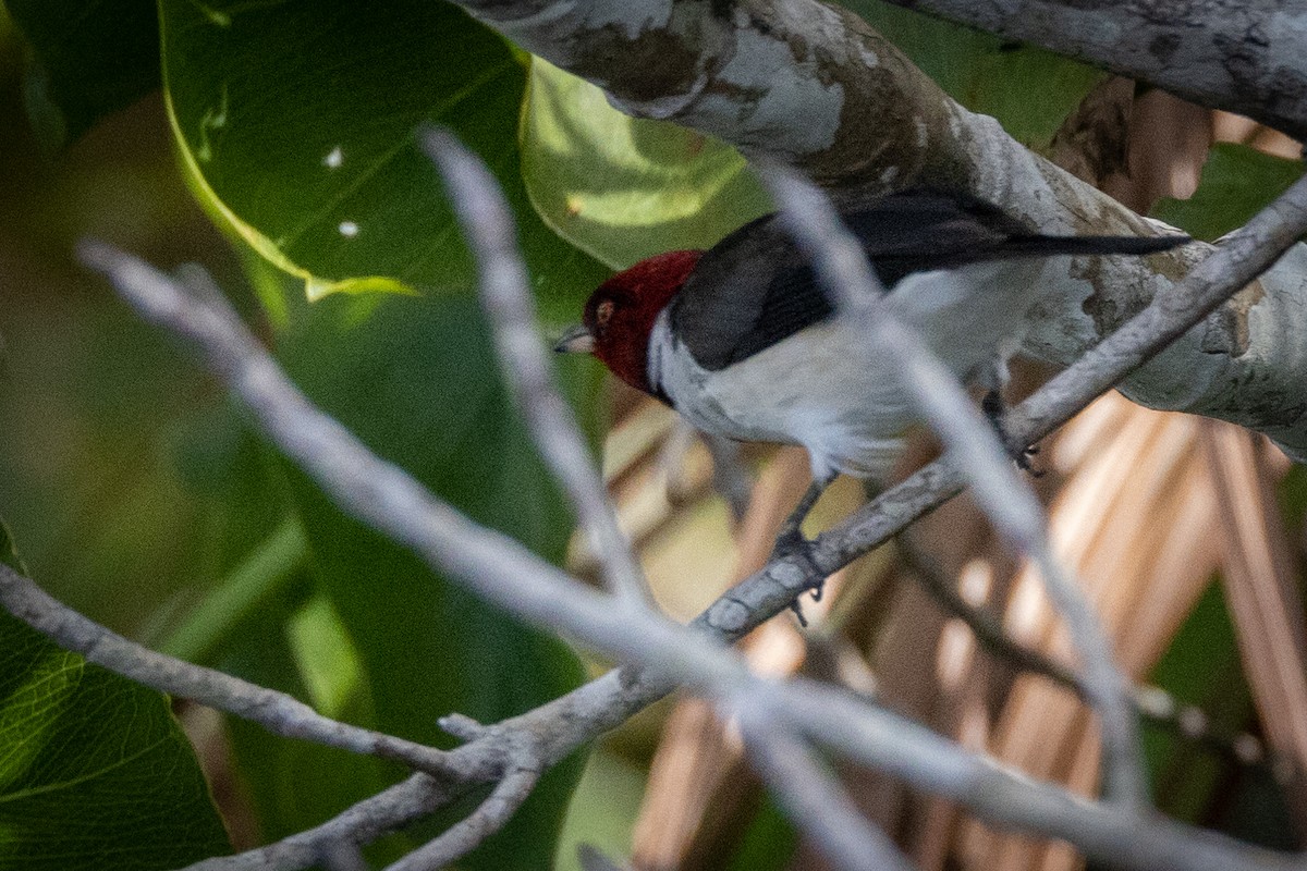 Red-capped Cardinal (Red-capped) - ML548709991