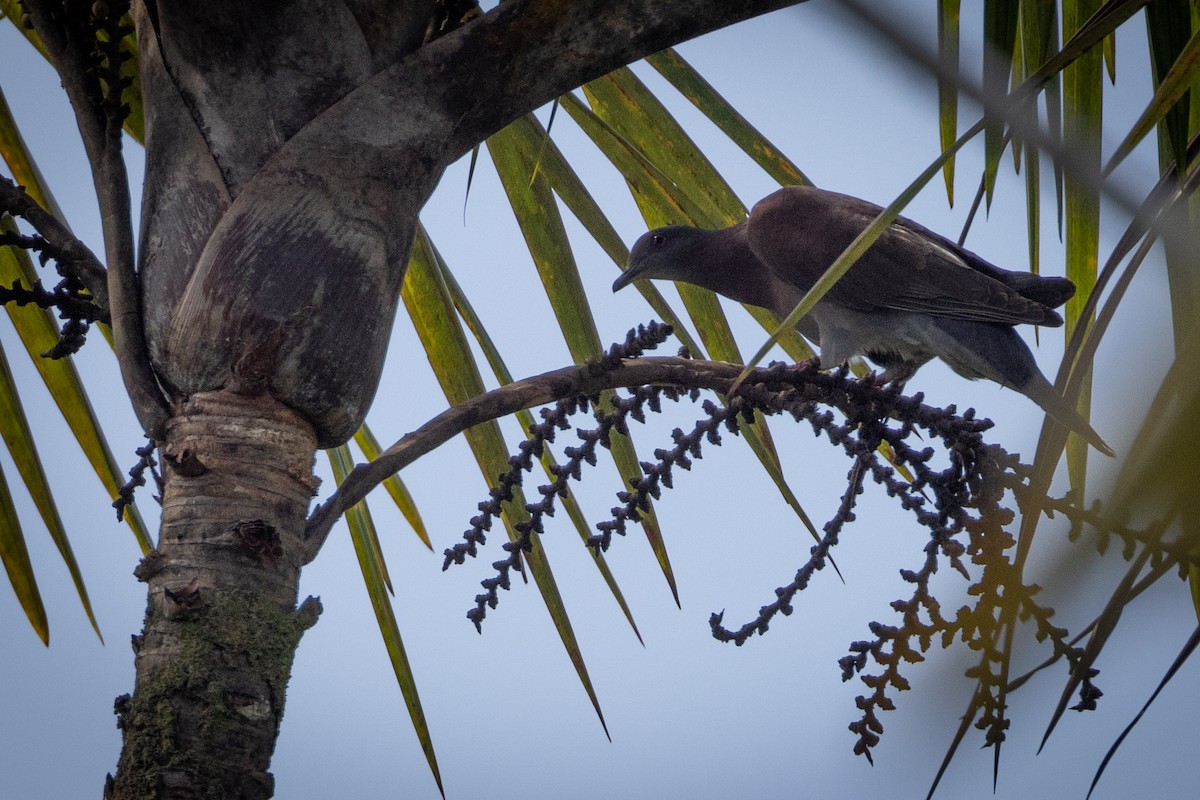 Pale-vented Pigeon - Susan Brickner-Wren