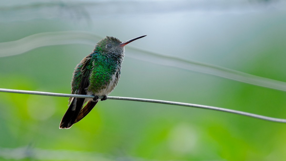 kolibřík zrcadlový - ML548712671