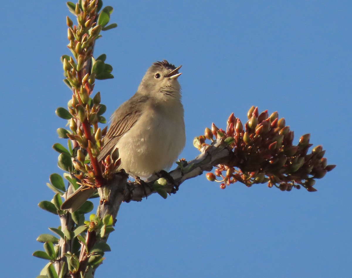 Lucy's Warbler - ML548713001