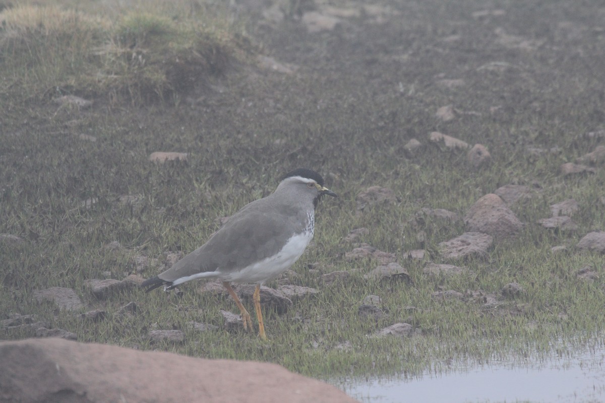 Spot-breasted Lapwing - ML548714331