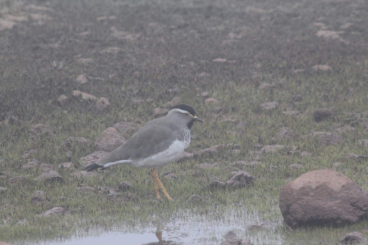 Spot-breasted Lapwing - ML548714341