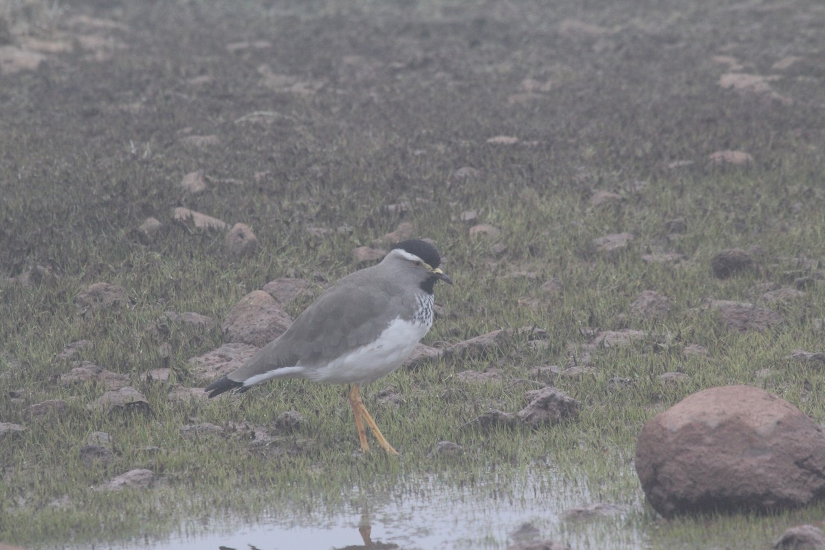 Spot-breasted Lapwing - ML548714351