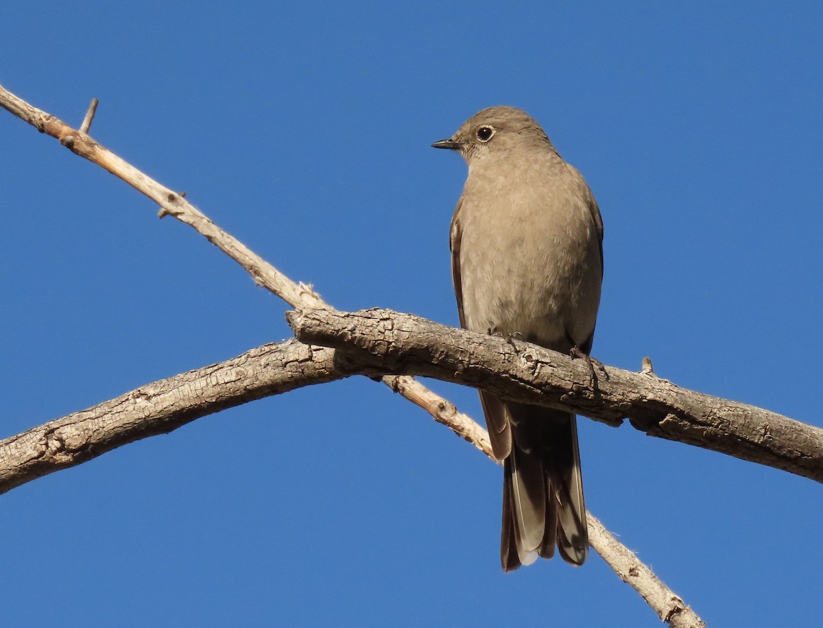 Townsend's Solitaire - ML548715081