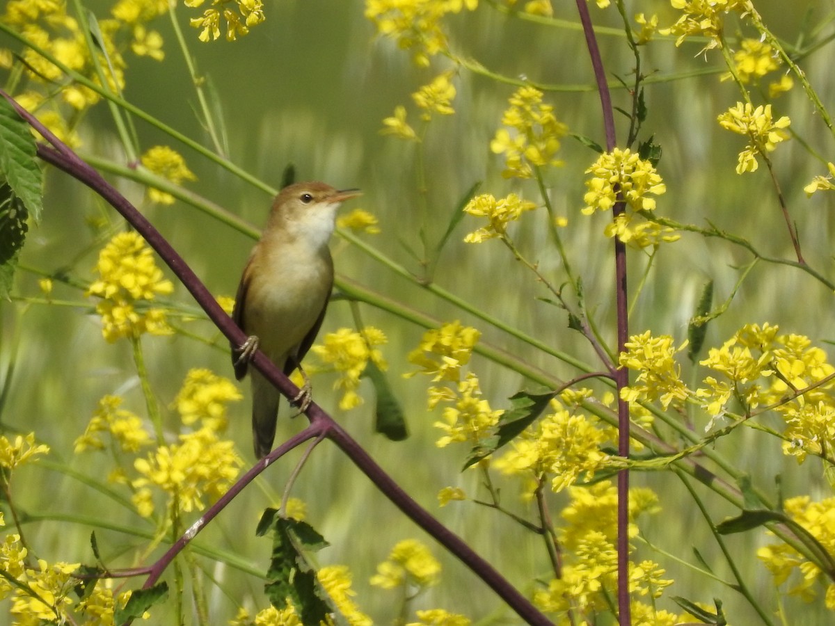 Common Reed Warbler (Common) - Teresa Cohen