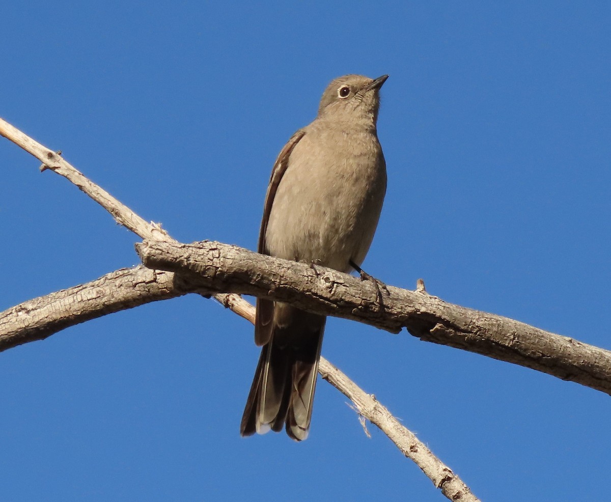Townsend's Solitaire - ML548715251