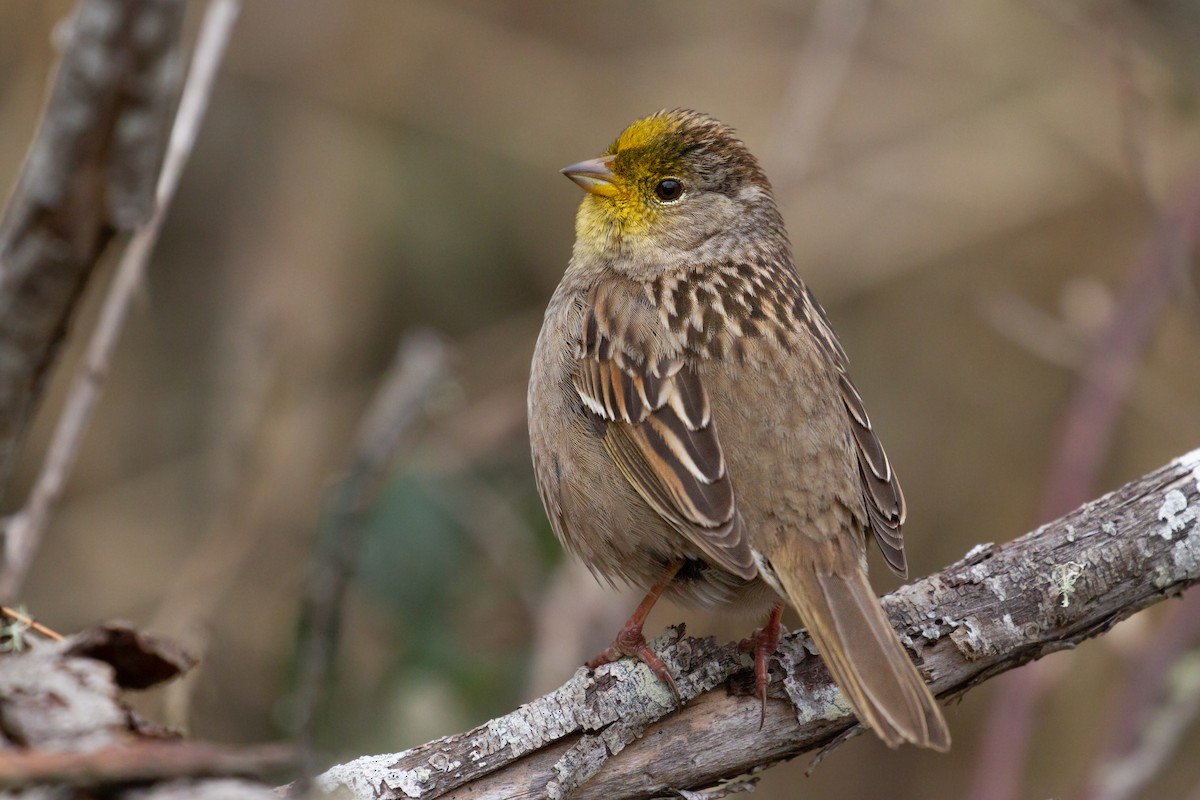 Golden-crowned Sparrow - ML548715311