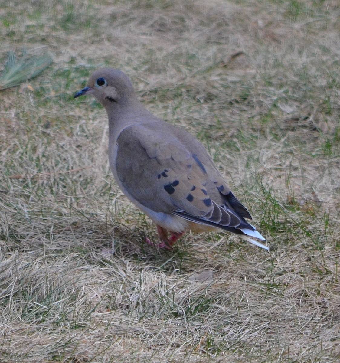 Mourning Dove - S. Andujar