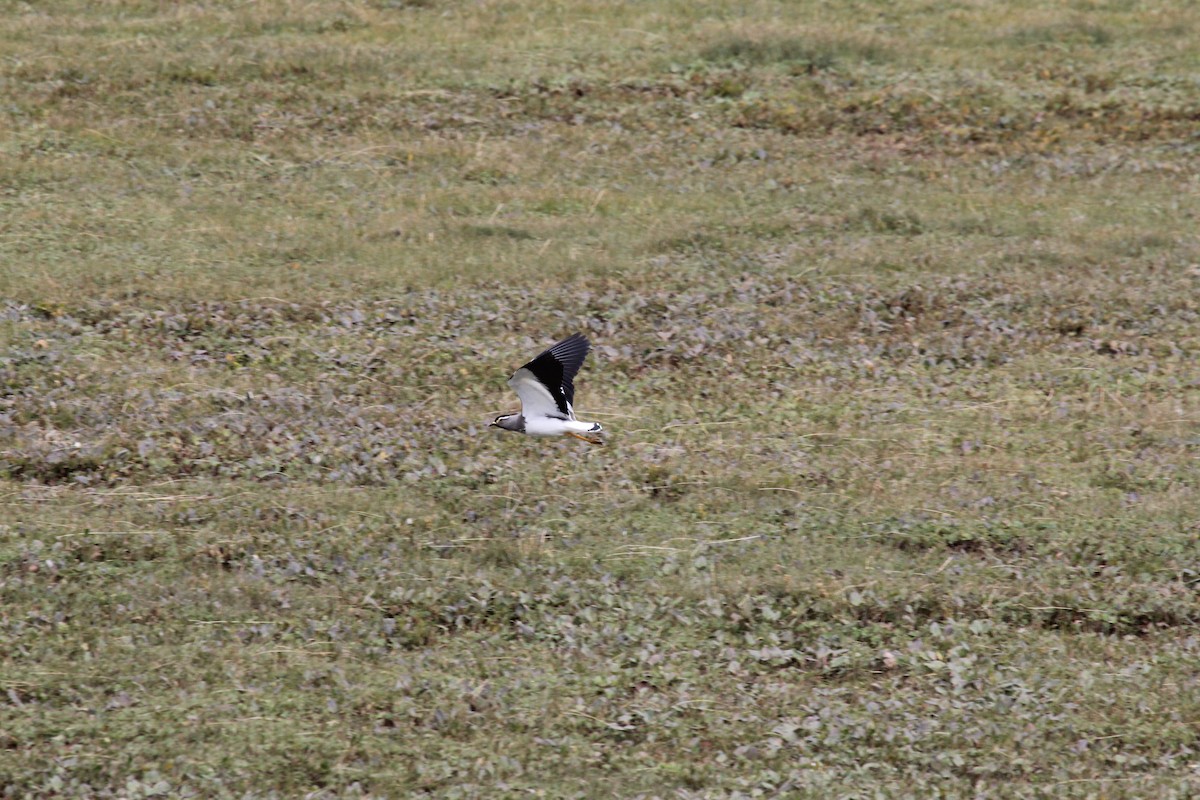 Spot-breasted Lapwing - ML548716671