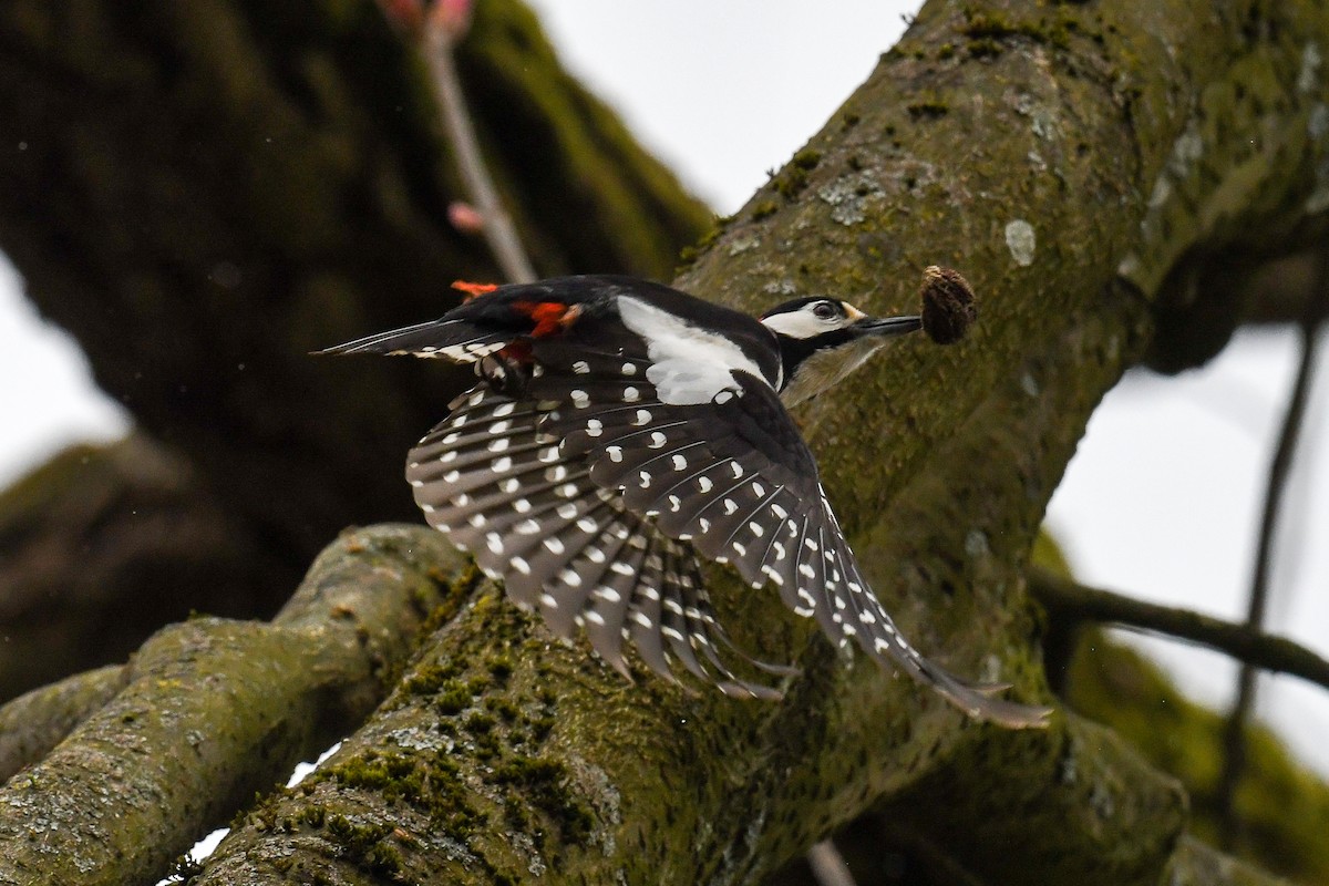 Great Spotted Woodpecker - ML548716981