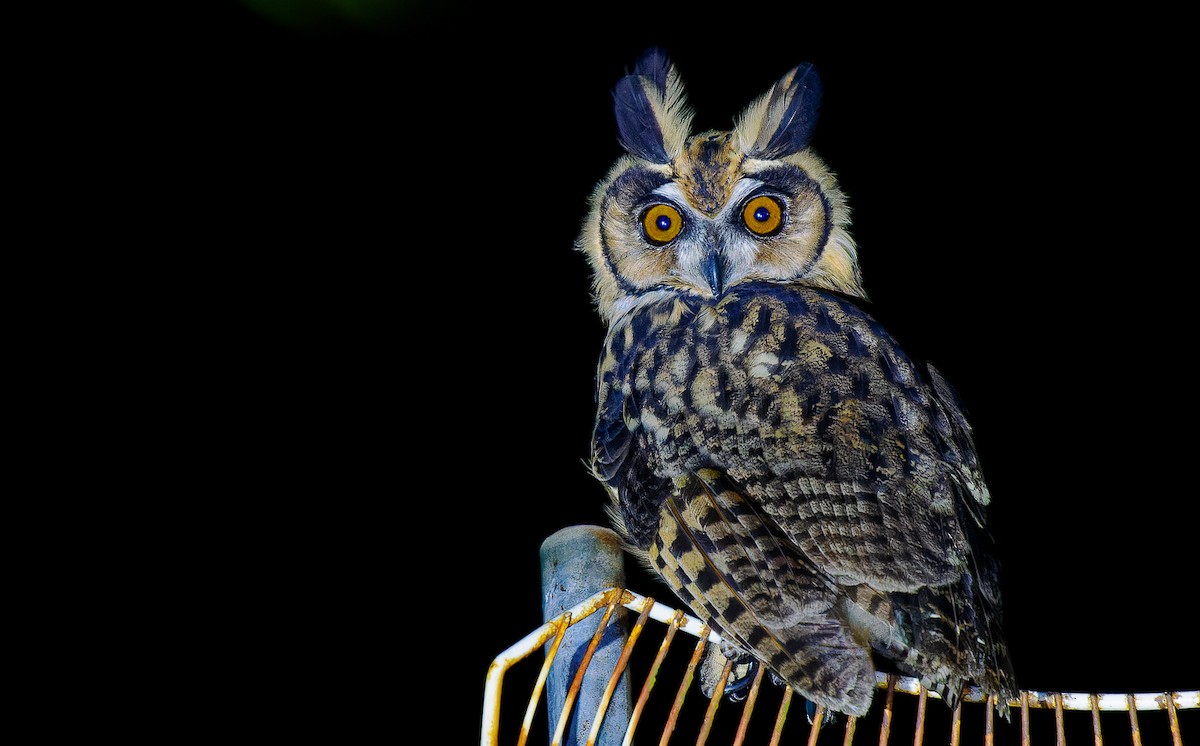 Striped Owl - ML548717251
