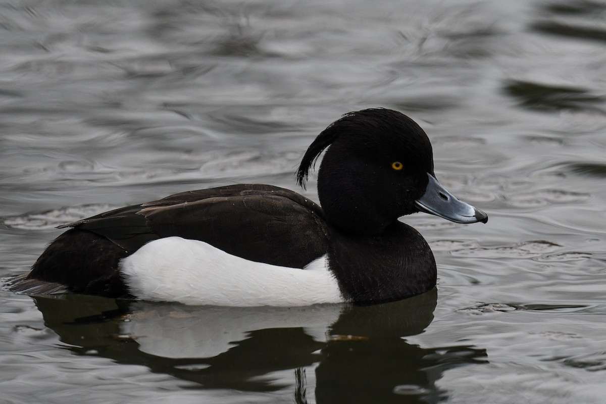 Tufted Duck - ML548717281