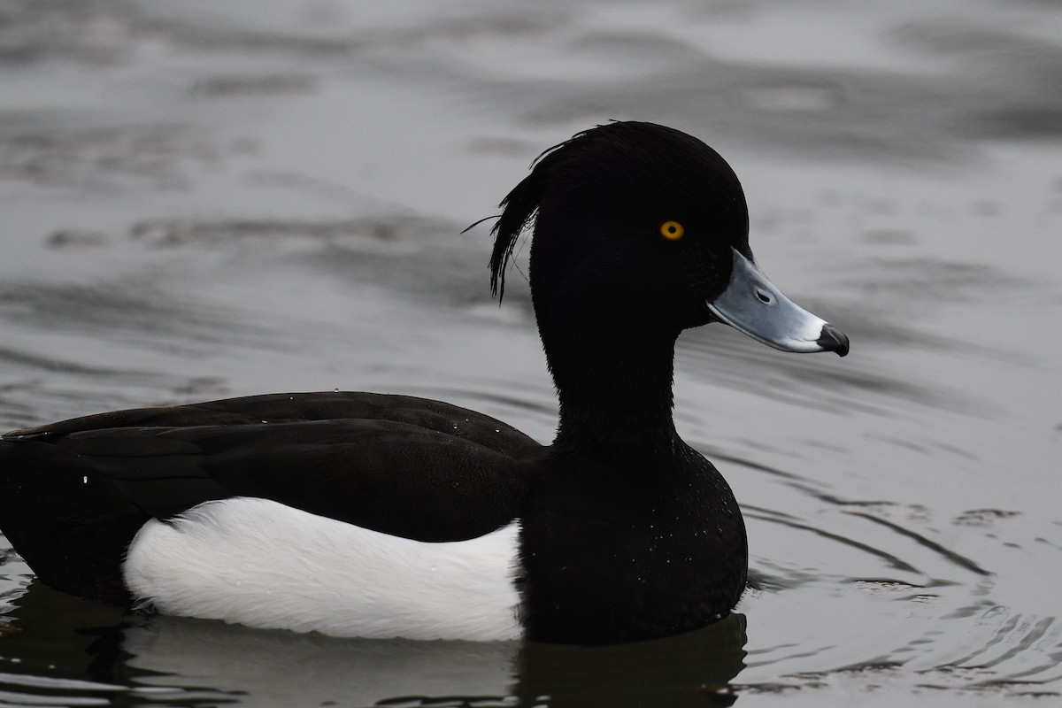 Tufted Duck - ML548717311
