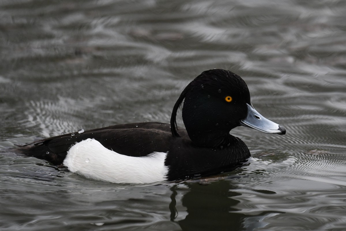 Tufted Duck - ML548717321