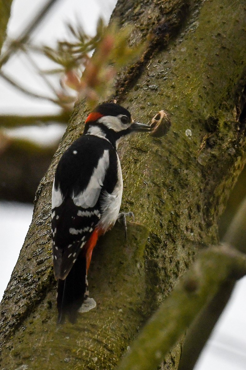 Great Spotted Woodpecker - ML548717391
