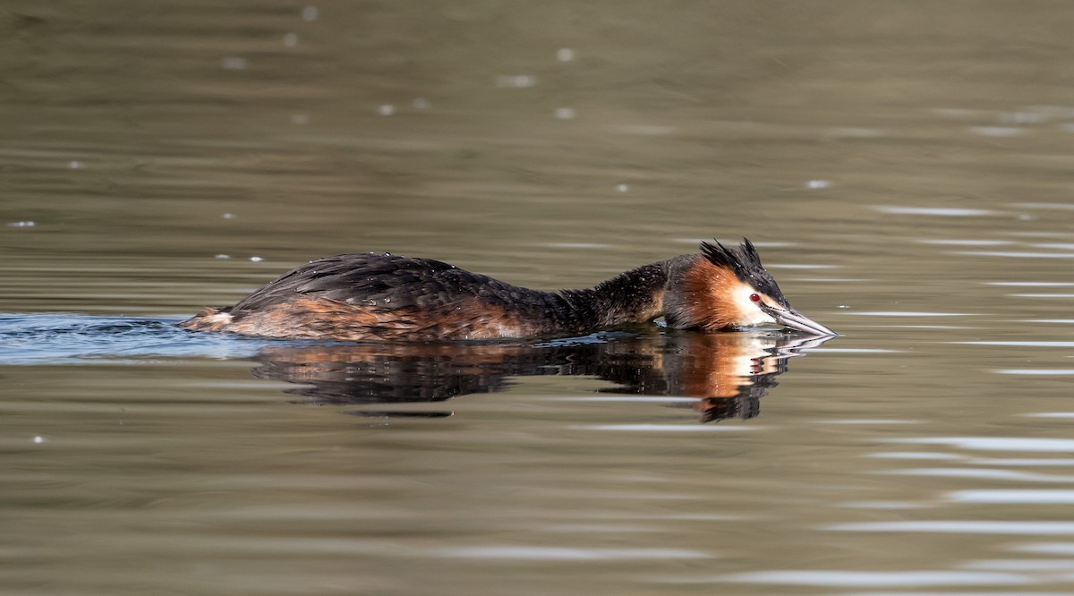 Great Crested Grebe - ML548717571