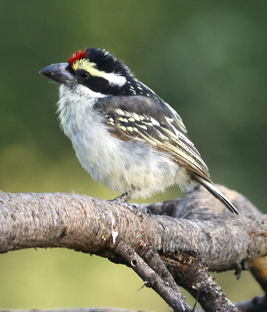 Red-fronted Barbet - ML548717771