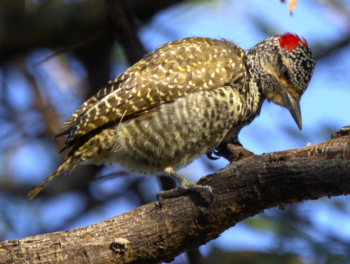 Nubian Woodpecker - ML548717851