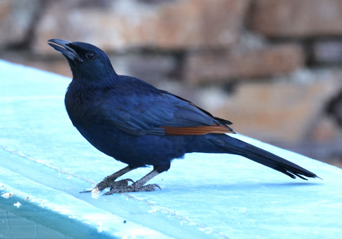 Red-winged Starling - ML548717961