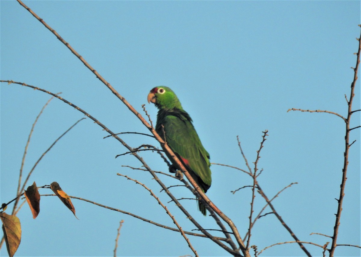 Red-lored Parrot - ML548719101