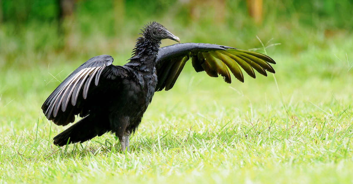 Black Vulture - ML548720291