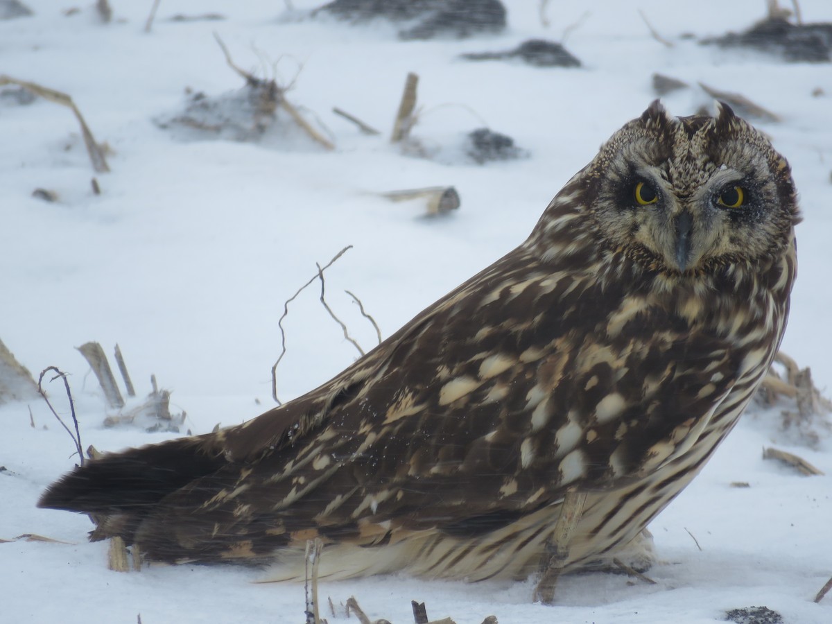 Short-eared Owl - ML548720301