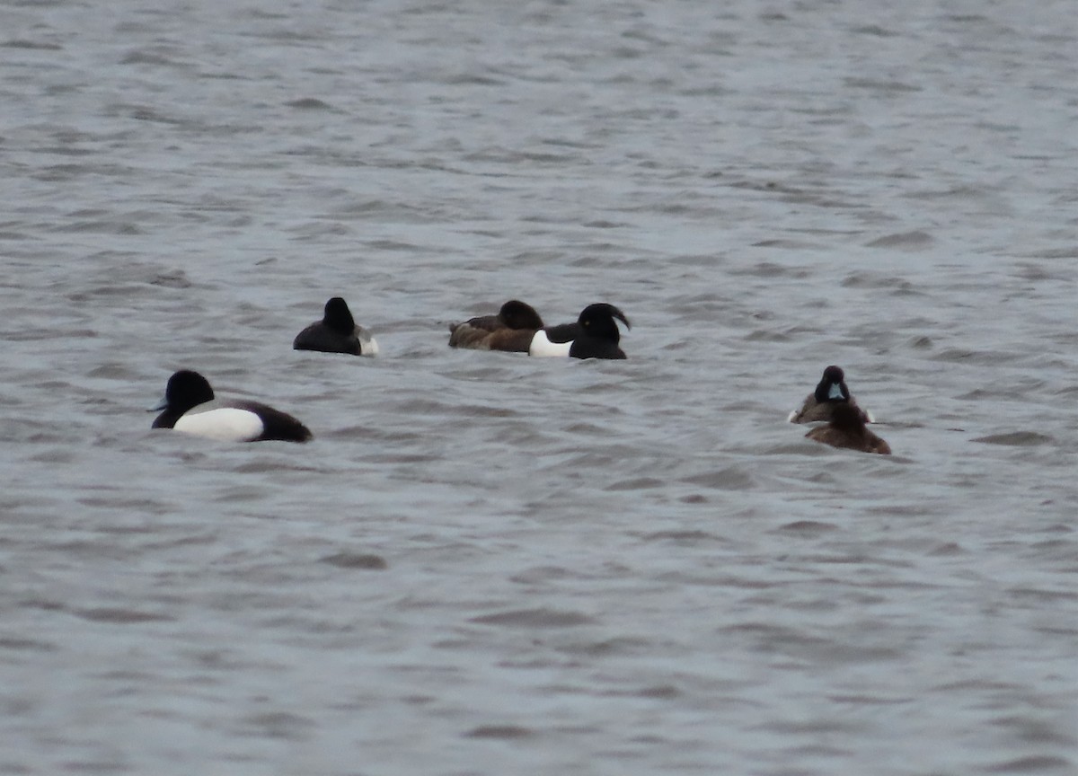 Tufted Duck - ML548721021