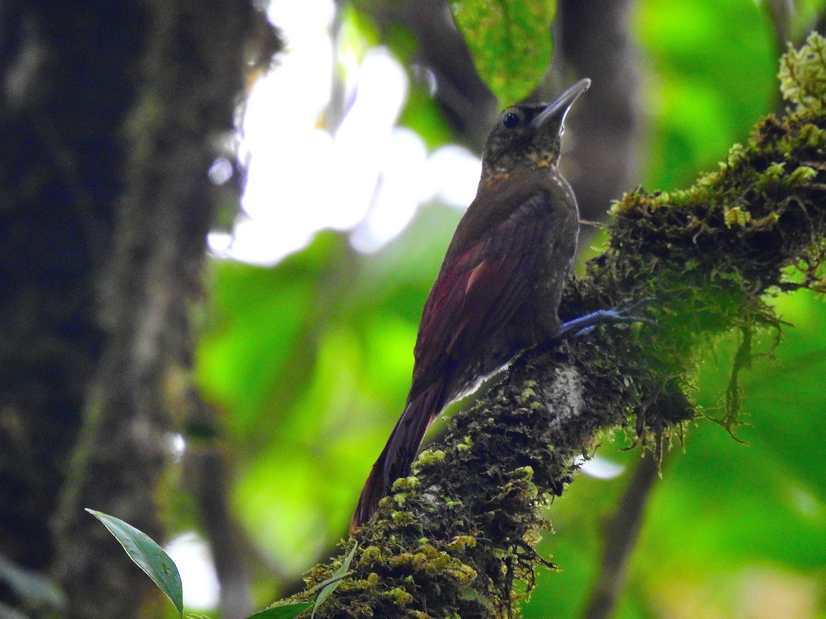 Spotted Woodcreeper - ML548722731