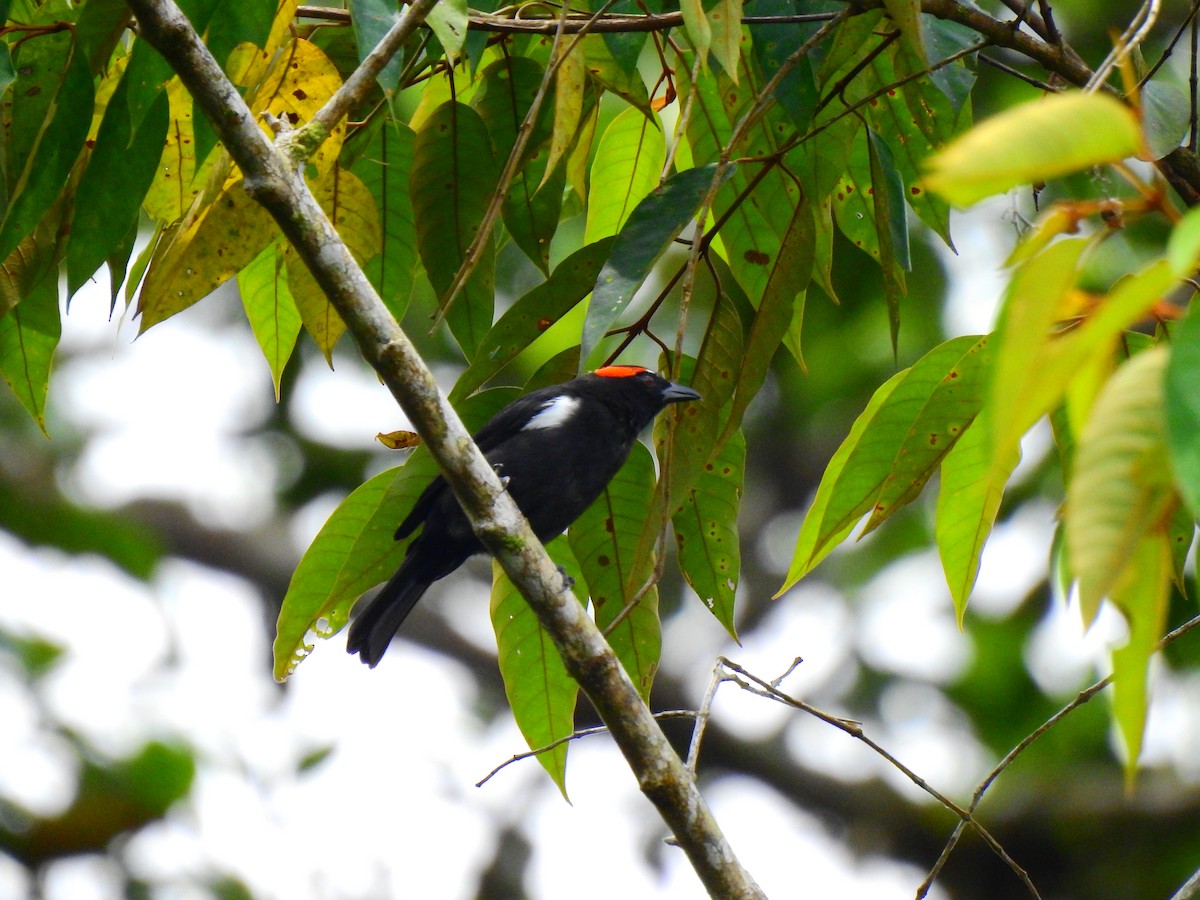 Scarlet-browed Tanager - ML548723161