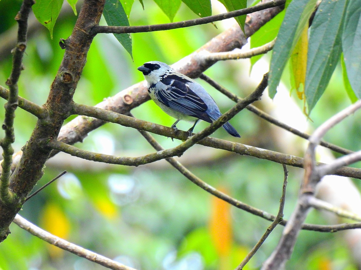 Gray-and-gold Tanager - ML548723431