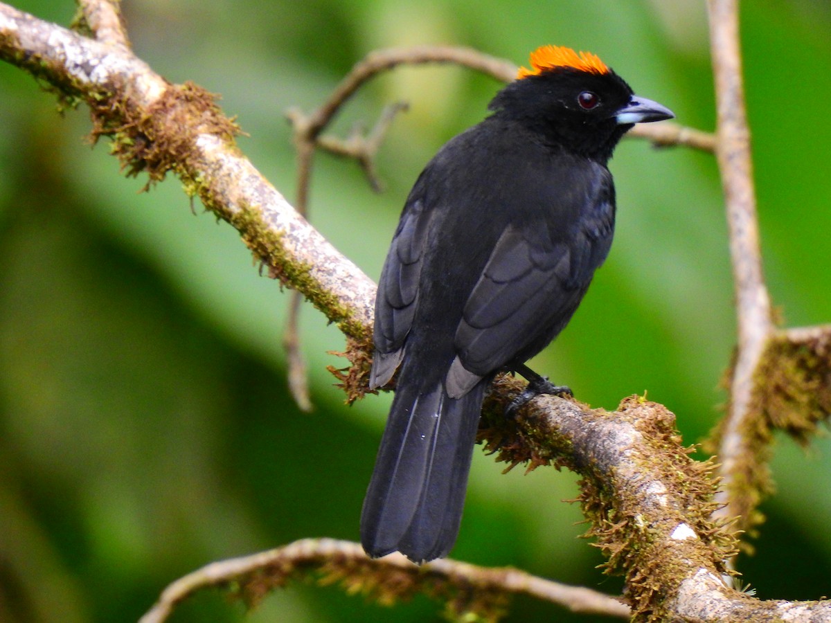Tawny-crested Tanager - ML548724731