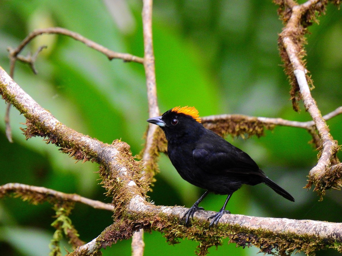 Tawny-crested Tanager - ML548724771
